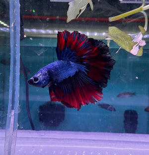 Betta Male - Dark Knight D2 Micro Aquatic Shop