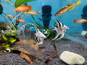 Angel Fish - Panda Angel 4cm Micro Aquatic Shop