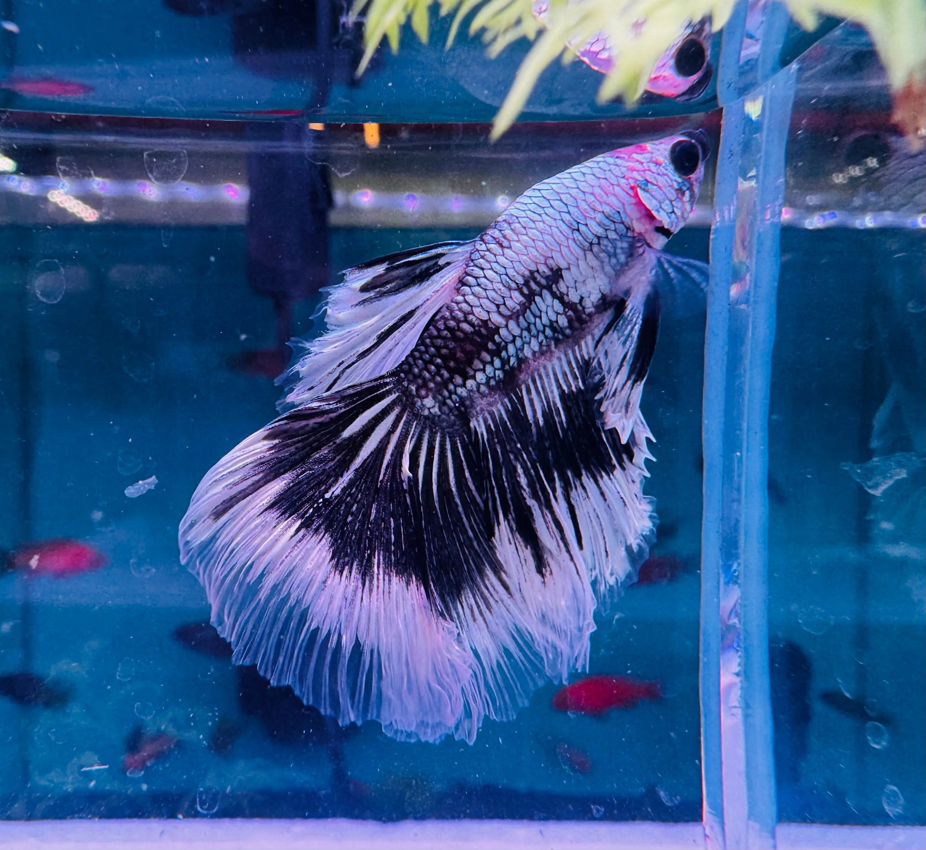 Betta Male - Ghost G1 Micro Aquatic Shop