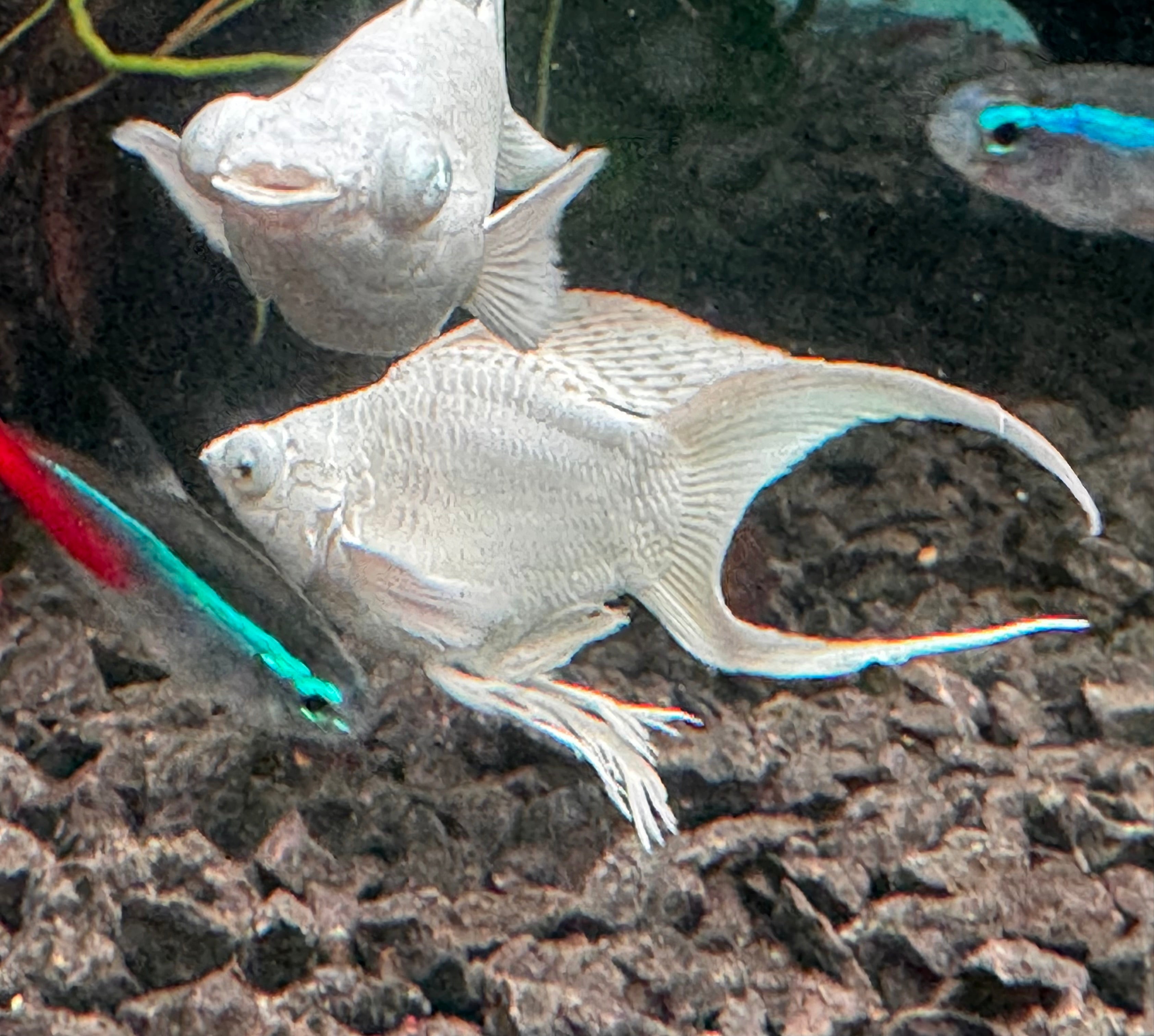 Mollies – Ribbon Diamond Eyes Platinum Balloon 4cm Micro Aquatic Shop