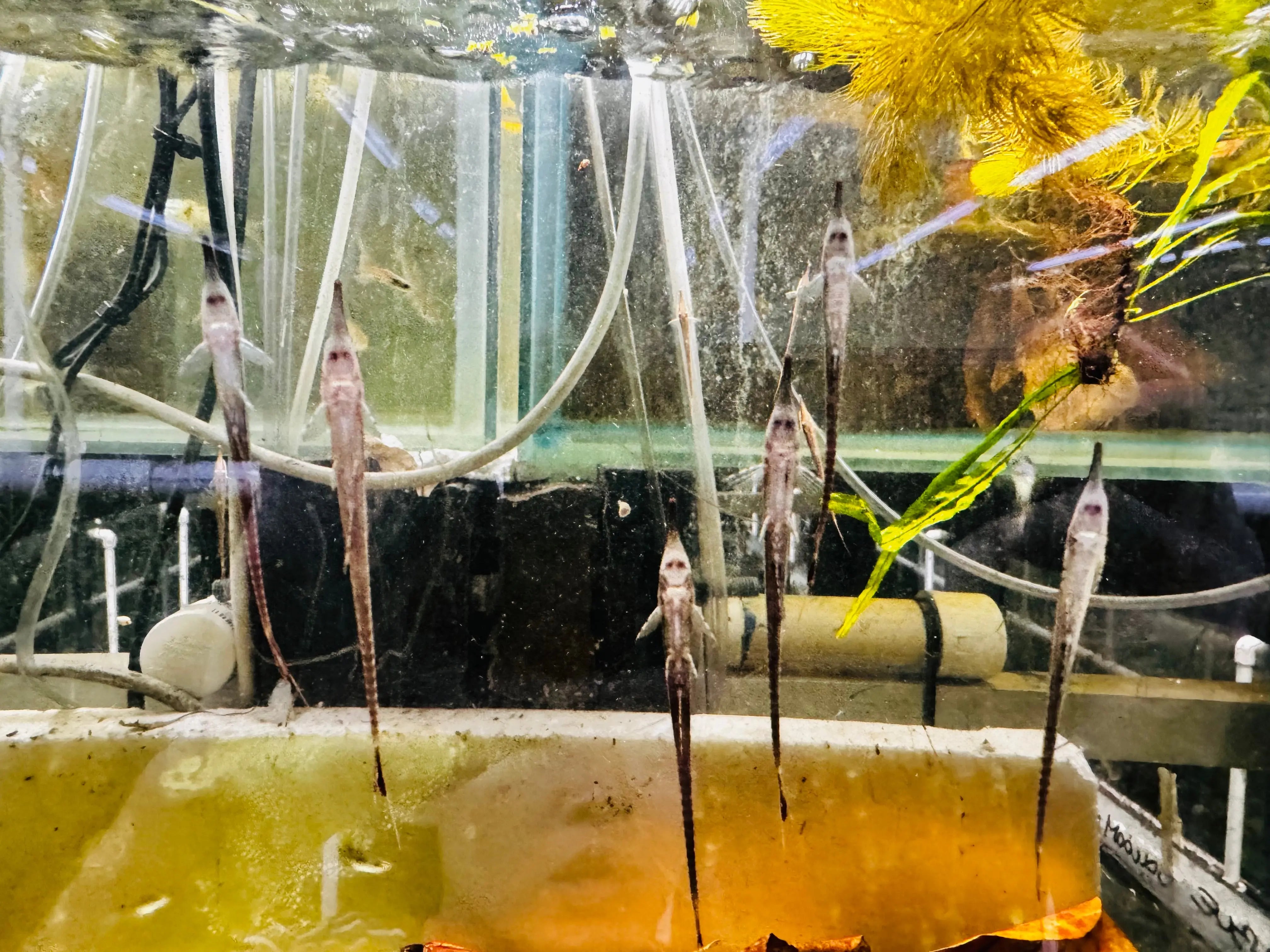 Rare - Twig Whiptail - Farwella 8cm Micro Aquatic Shop