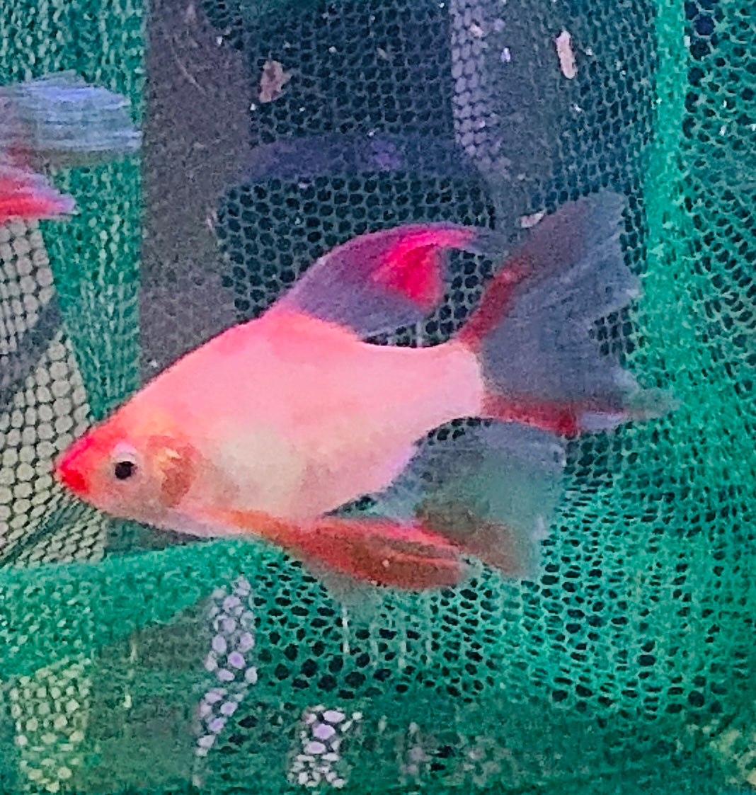 Barb – Longfin Platinum/Gold Barbs (Puntius tetrazona) 4cm