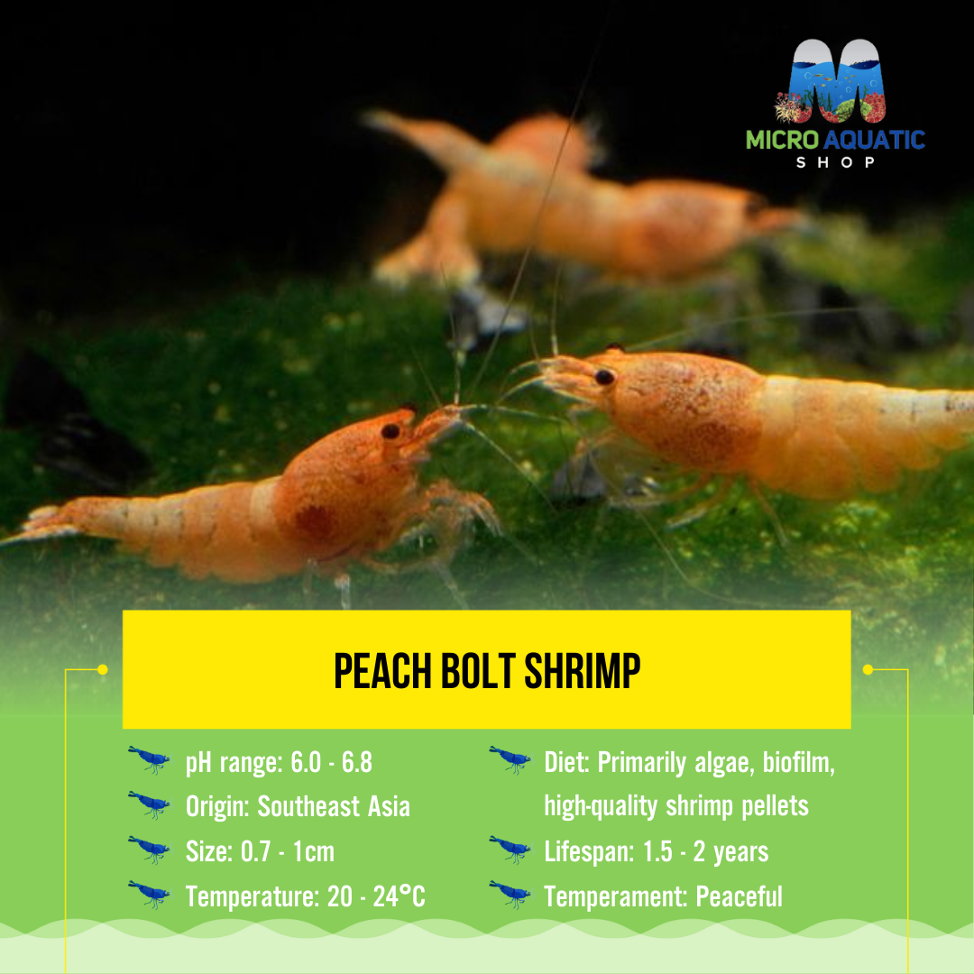 Peach Bolt Shrimp