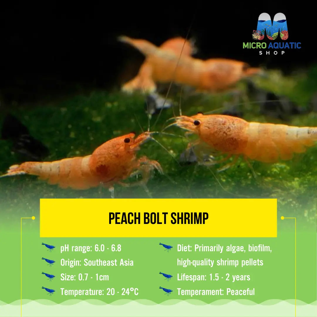 Peach Bolt Shrimp Micro Aquatic Shop