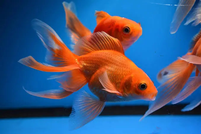 Goldfish - Fantail 5cm Micro Aquatic Shop