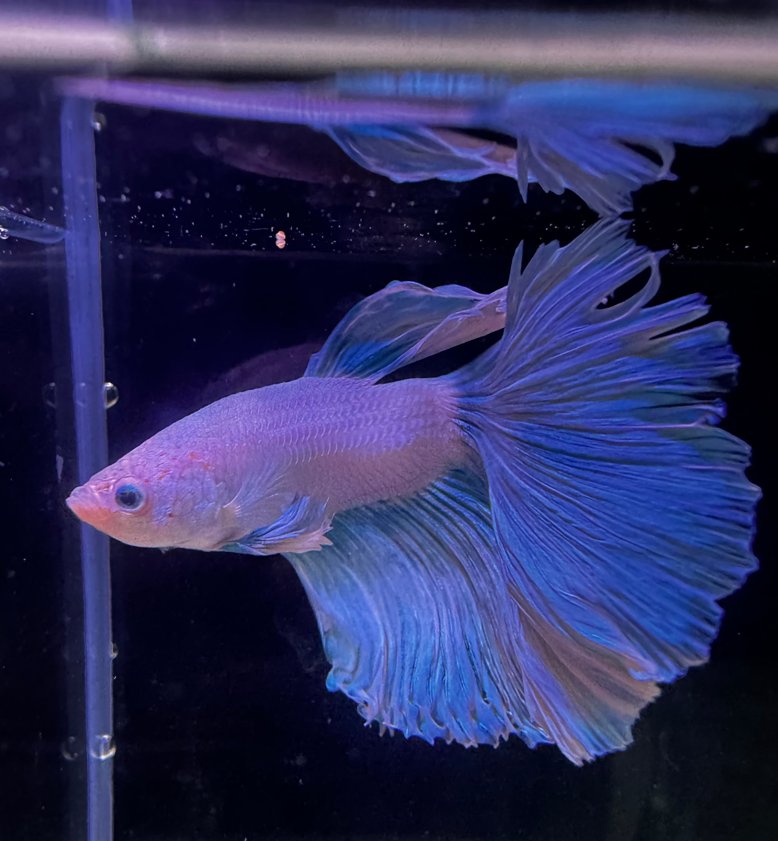 Blue Fairy Super Delta Male Beta