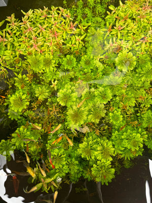 Buy 3 Get 1 Free Aquarium Plants Bundle Micro Aquatic Shop