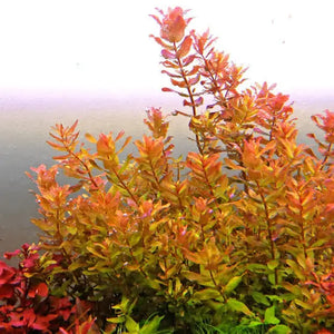 Ludwigia inclinata Micro Aquatic Shop
