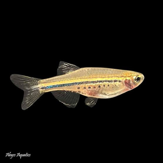 Nano Fish - Dwarf Spotted Danio - Brachydanio nigrofasciata 3cm