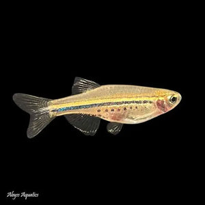 Nano Fish - Dwarf Spotted Danio - Brachydanio nigrofasciata 3cm Micro Aquatic Shop