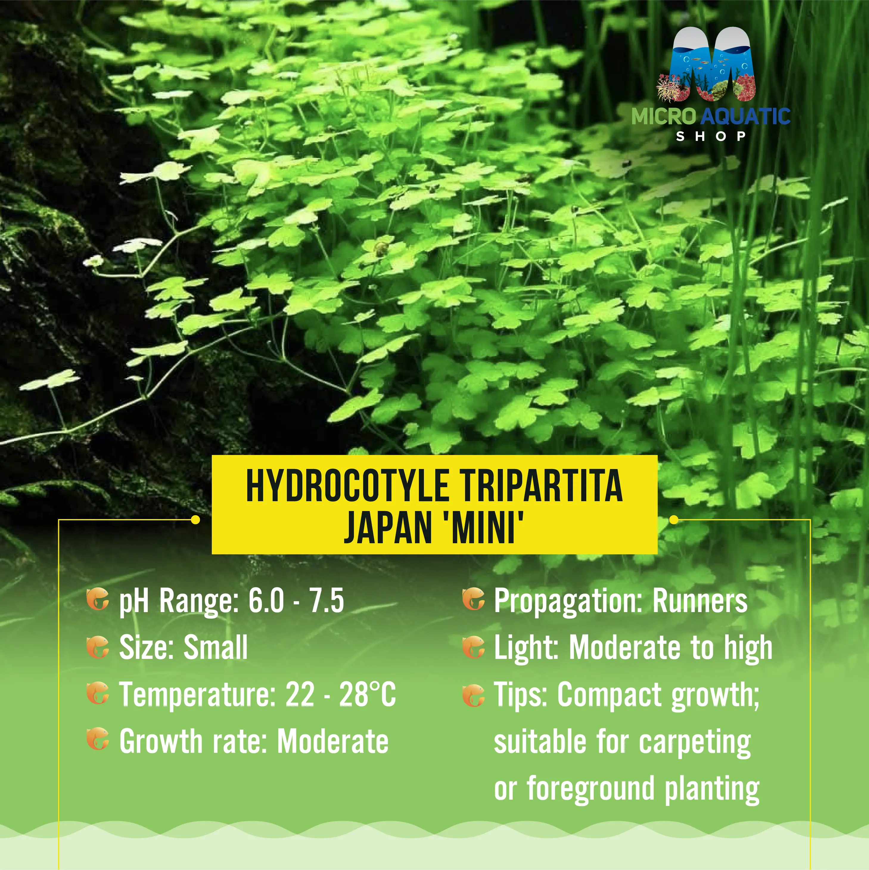 Hydrocotyle tripartita Japan 'Mini' Micro Aquatic Shop