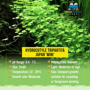 Hydrocotyle tripartita Japan 'Mini' Micro Aquatic Shop