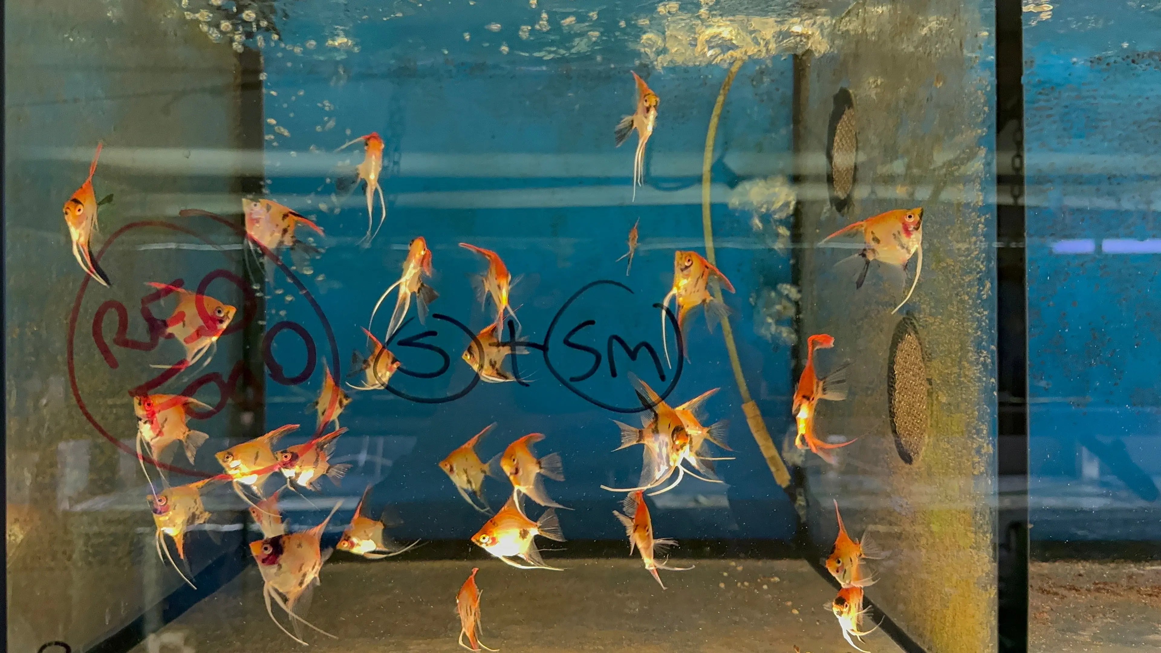 Angel Fish - German Red Devil Angel Rare 5cm Micro Aquatic Shop