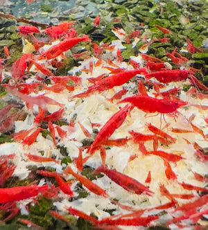 Color Expert - Spinach & Spirulina Secret Food Micro Aquatic Shop