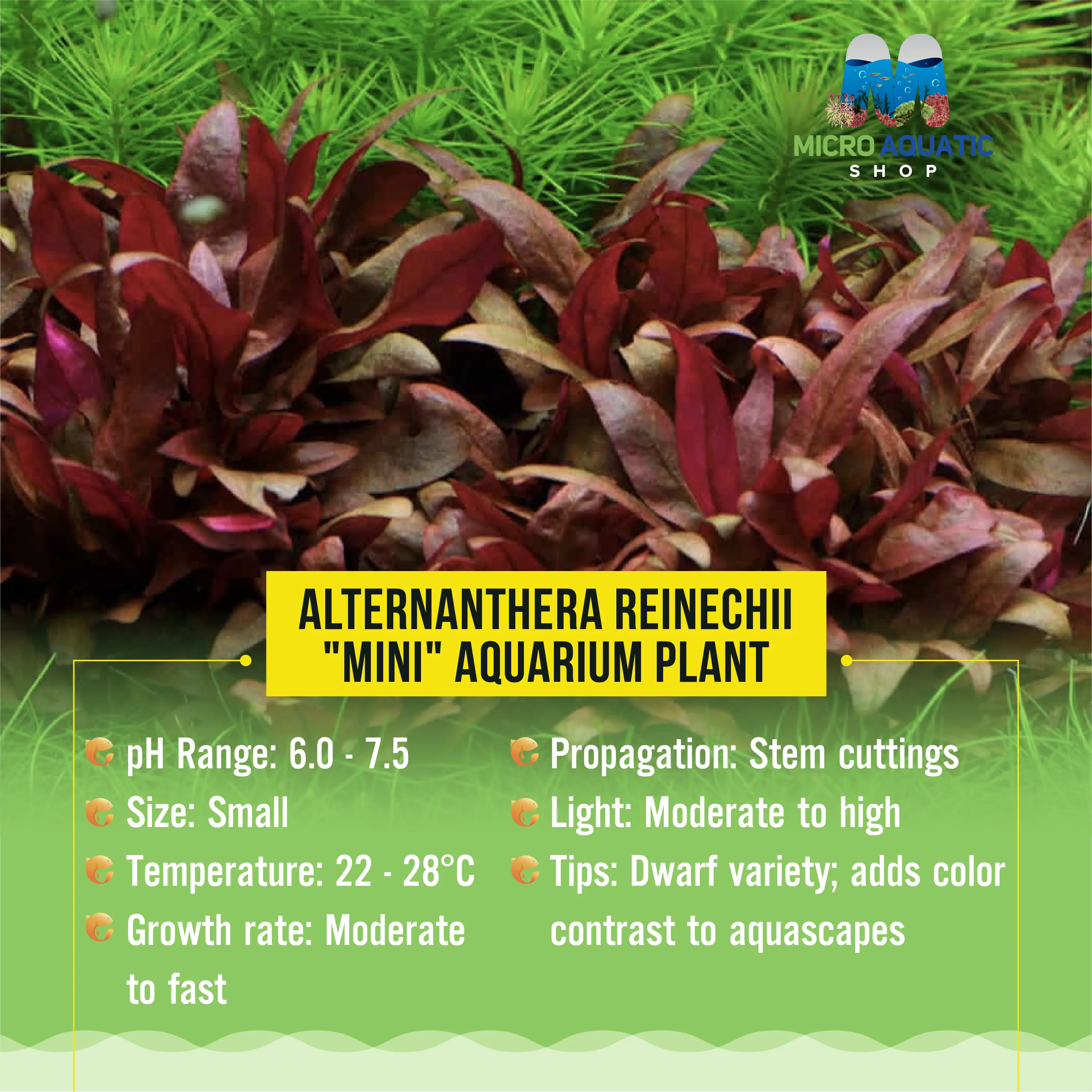 Alternanthera Reinechii "mini" -Front & Mid Ground Micro Aquatic Shop