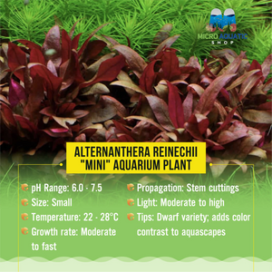 Alternanthera Reinechii "mini" -Front & Mid Ground Micro Aquatic Shop