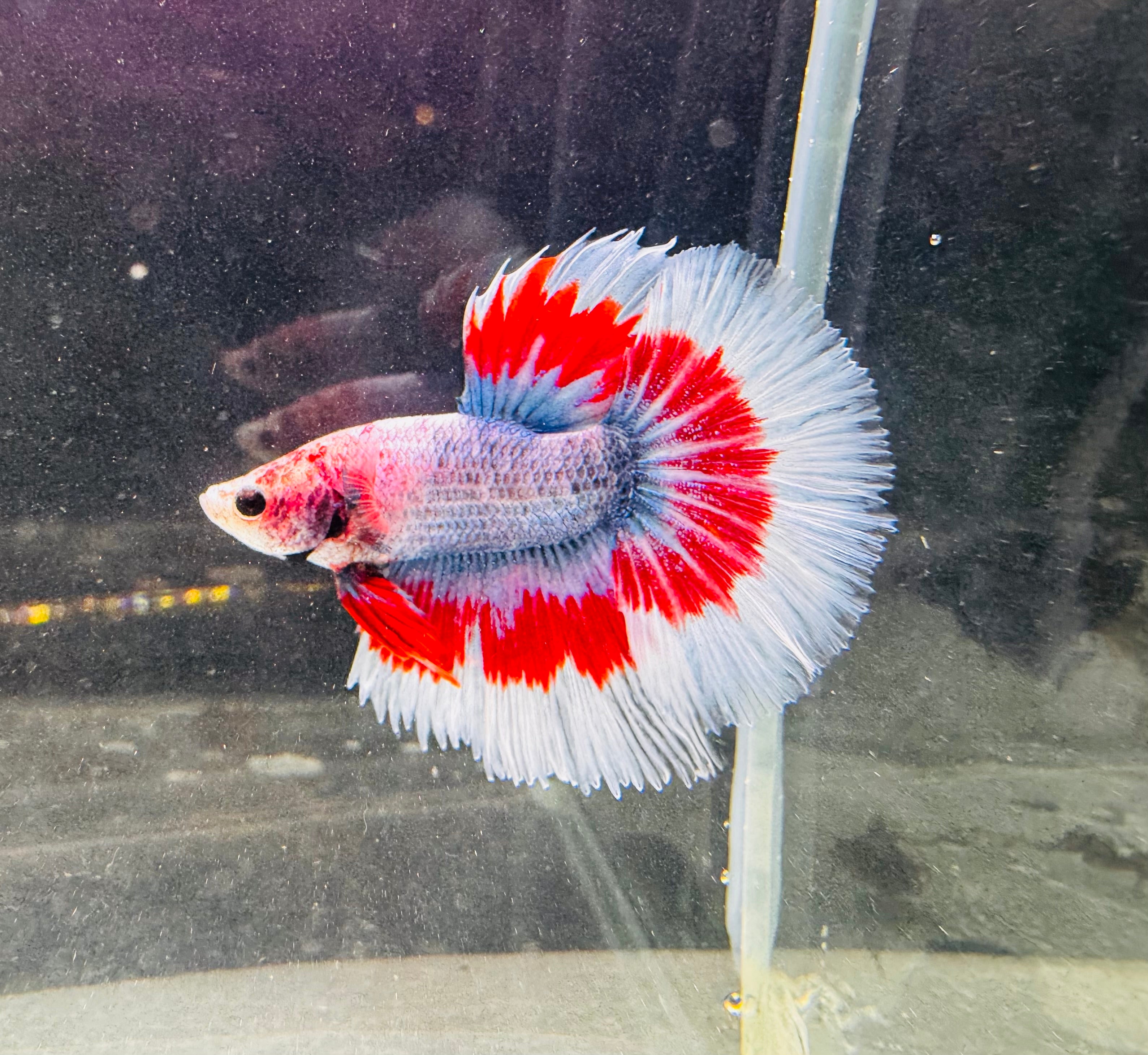 Betta Male - A Grade Half Moon Flamenco