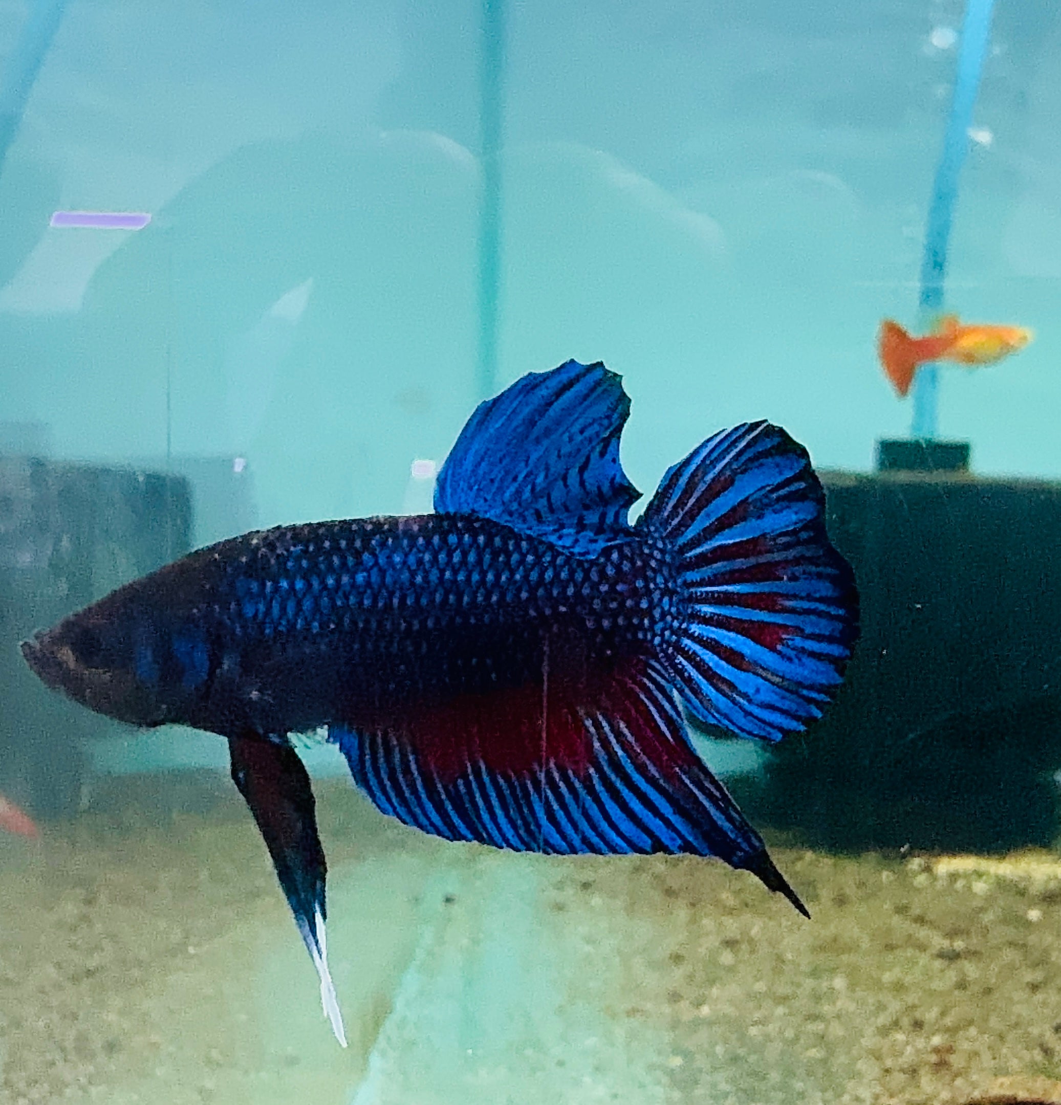 Premium Bangan Male Betta A4