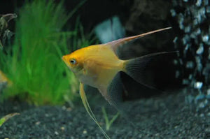 Angel fish - Golden Veiltail Micro Aquatic Shop