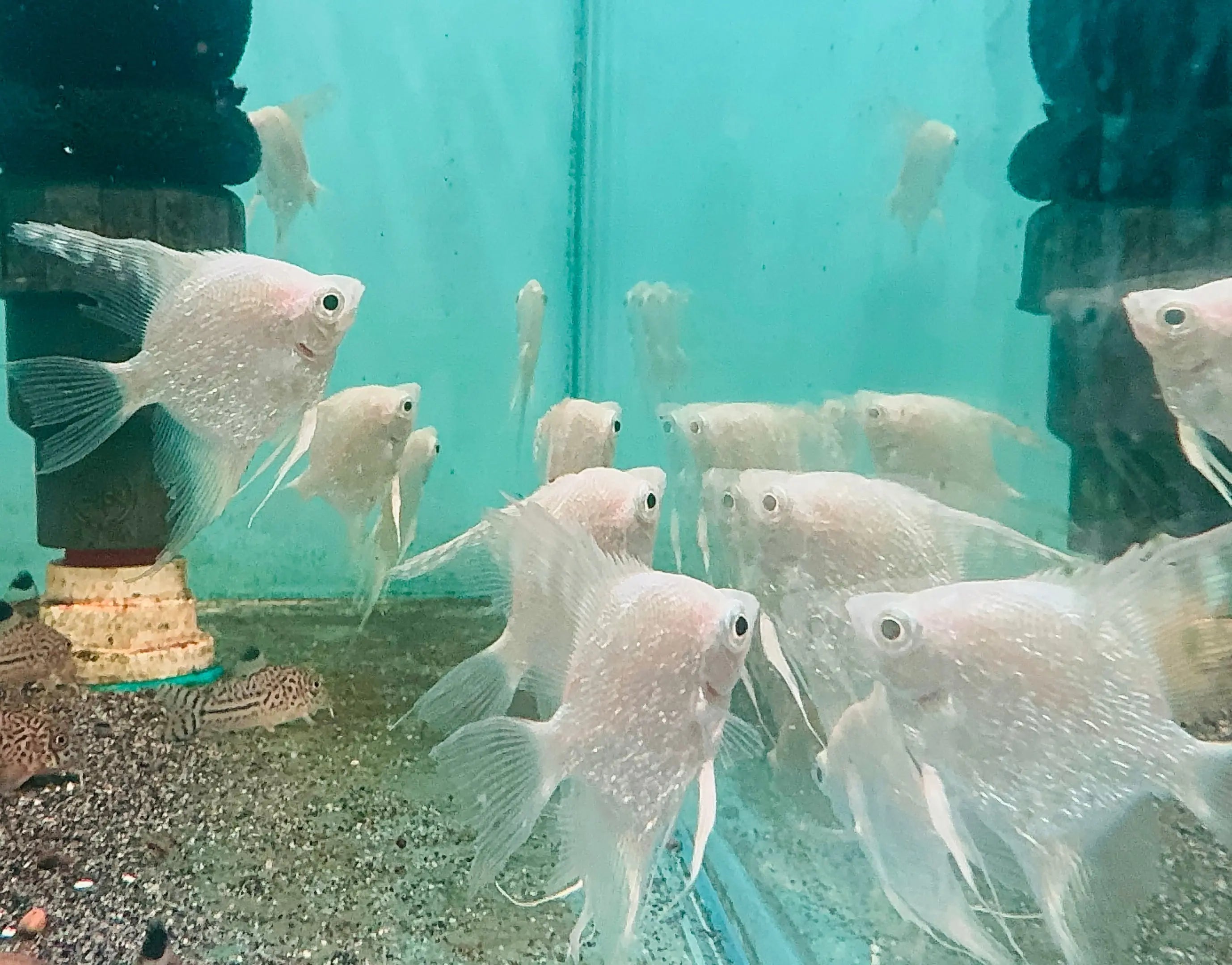 Angel Fish - Pearl Scale Platinum 5cm Show Micro Aquatic Shop