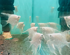 Angel Fish - Pearl Scale Platinum 5cm Show Micro Aquatic Shop