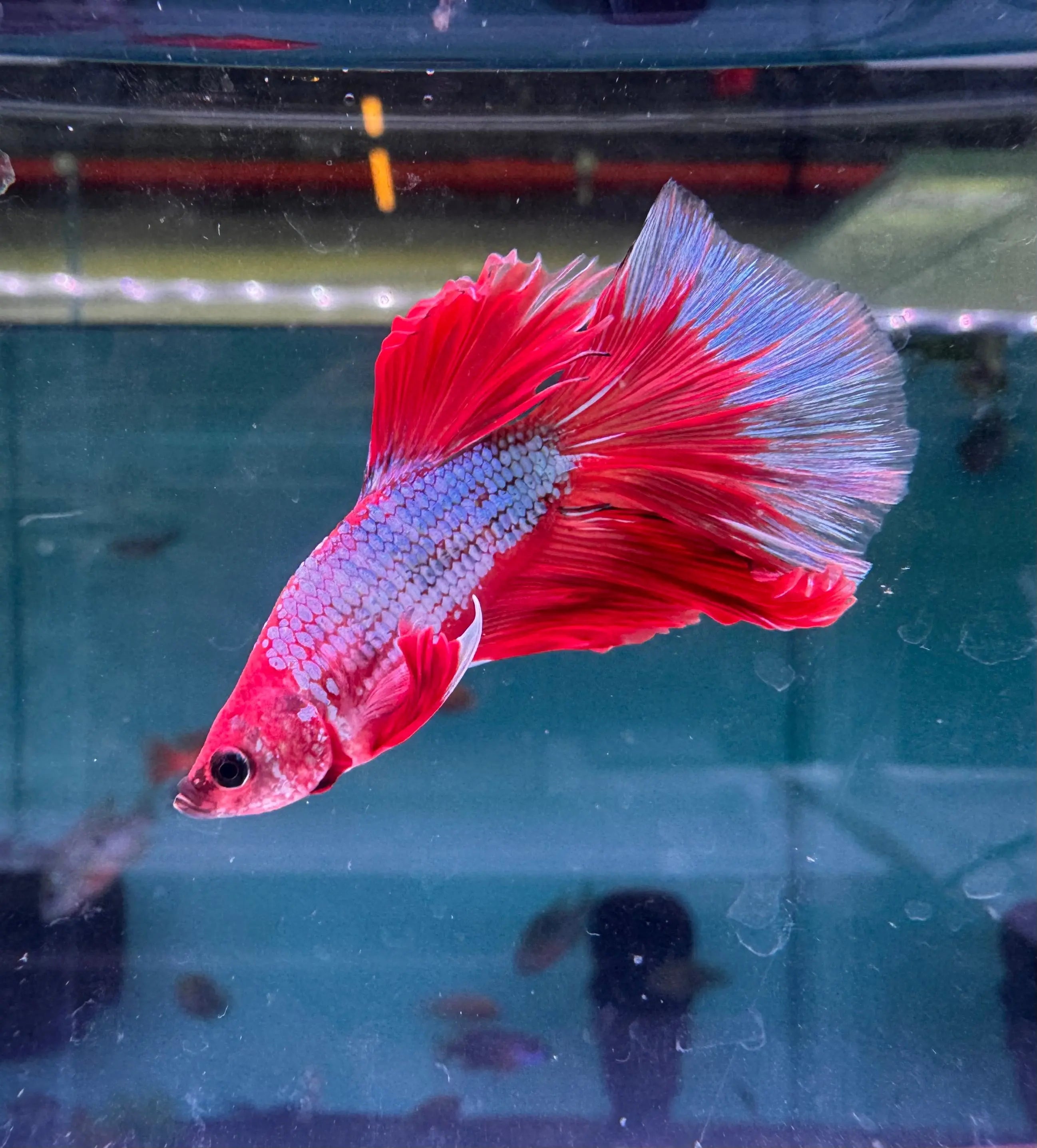 Betta Male - Rainbow Color C2 Micro Aquatic Shop