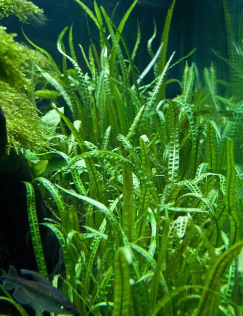 CRYPTOCORYNE CRISPATULA VAR BALANSAE PREMIUM Micro Aquatic Shop