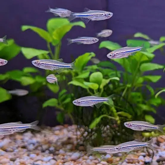 Nano Fish - Dwarf Spotted Danio - Brachydanio nigrofasciata 3cm Micro Aquatic Shop