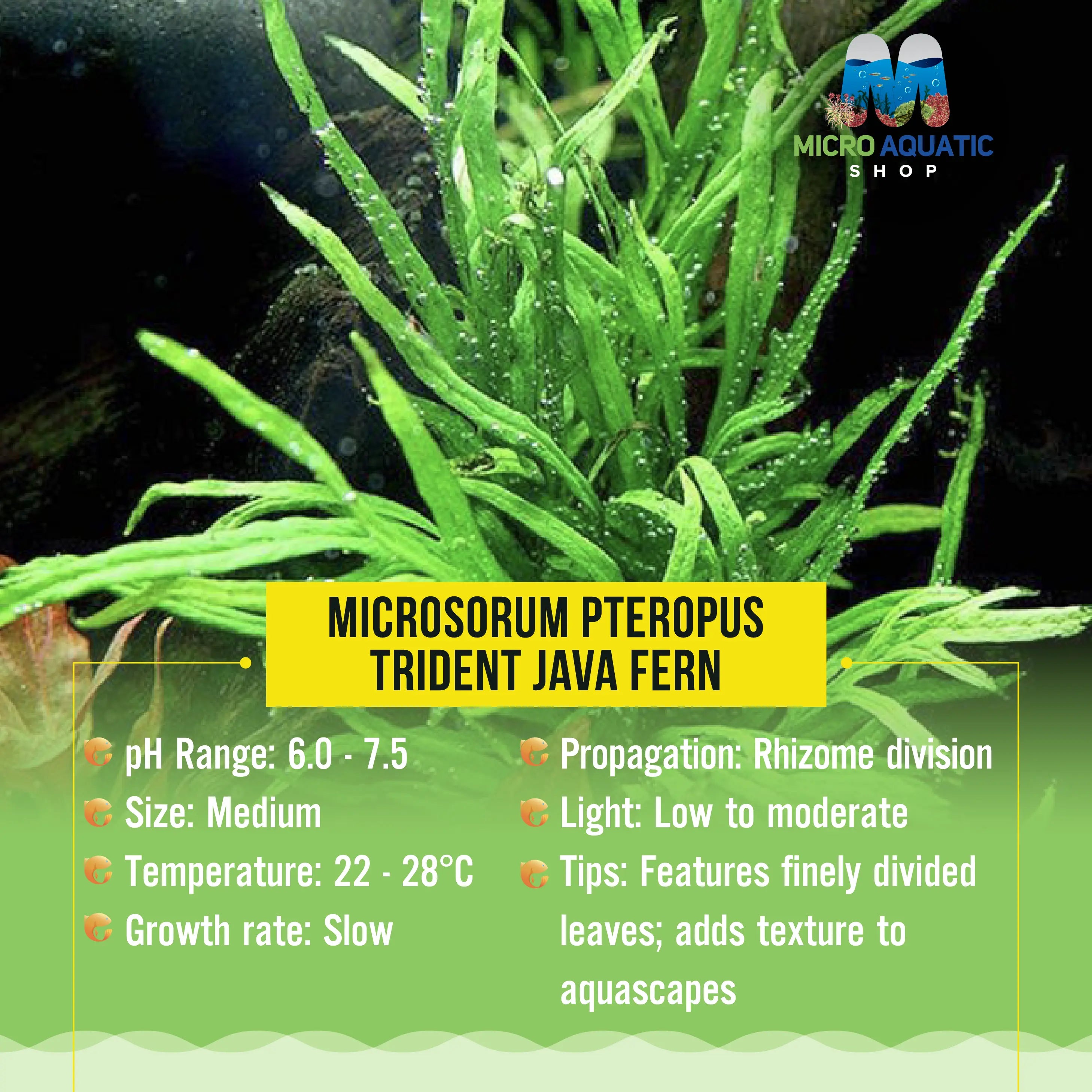 Microsorum pteropus - Trident Java Fern Micro Aquatic Shop