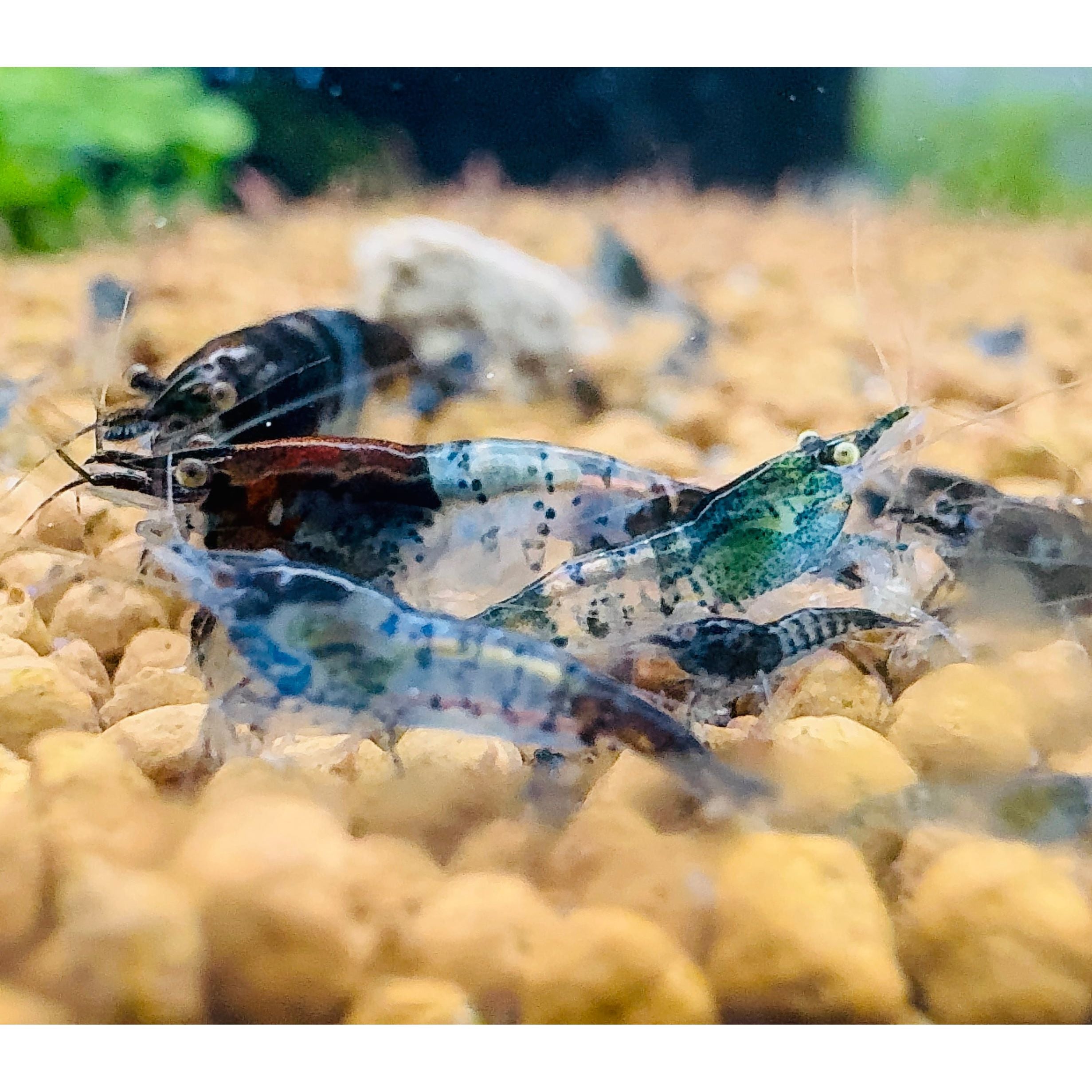Cherry Shrimp - Blue Carbon 1cm Micro Aquatic Shop