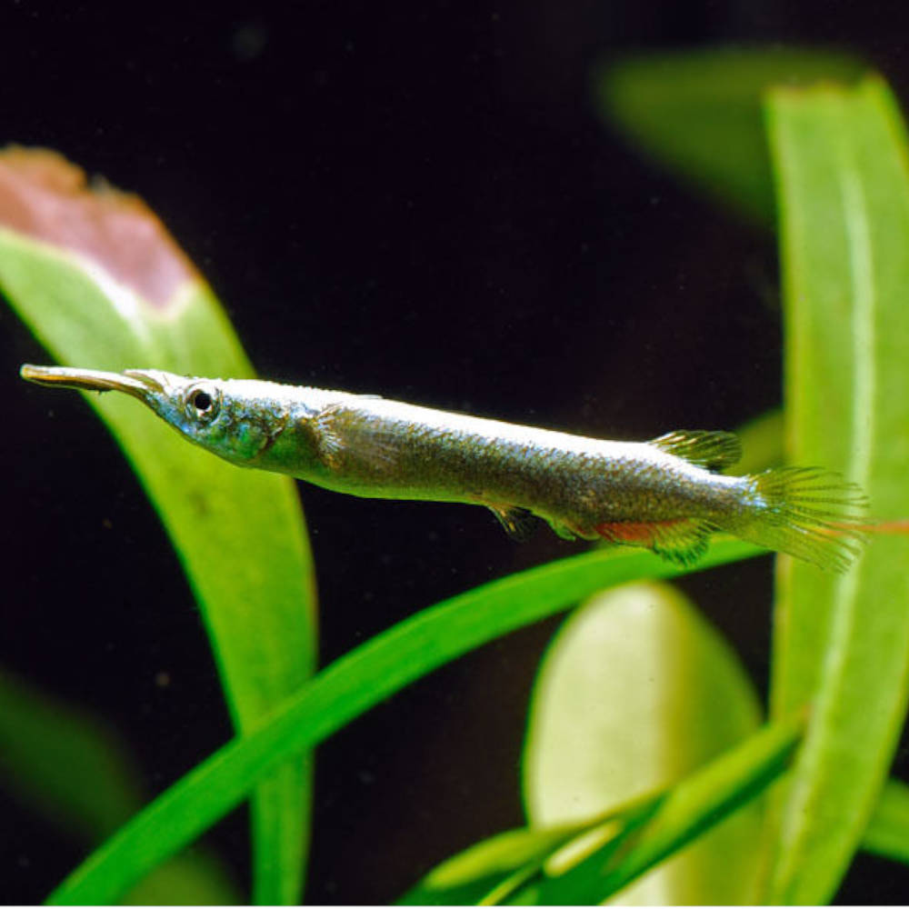 Half Beak - Gold 4cm Micro Aquatic Shop
