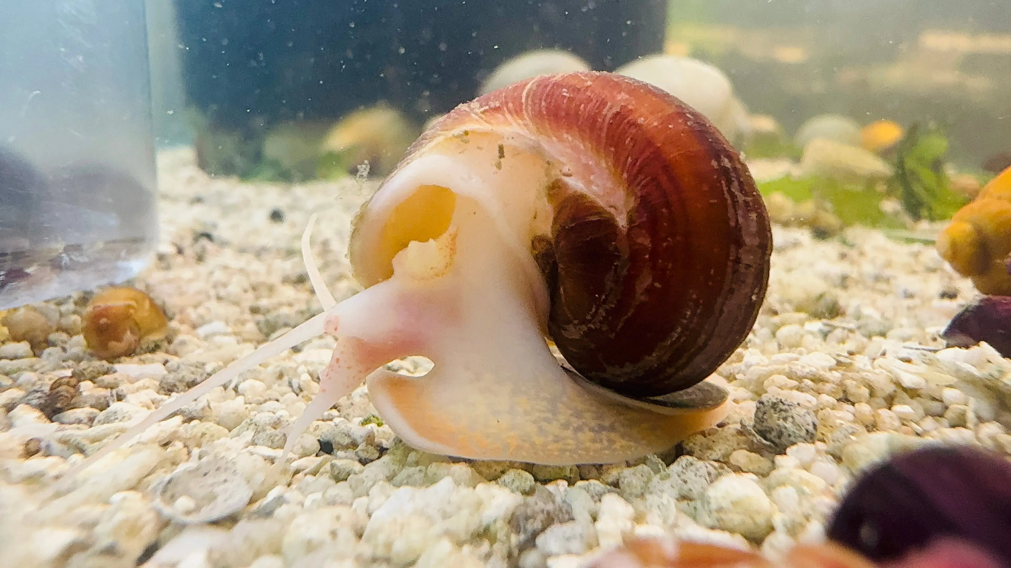 Chestnut Mystery Snail Micro Aquatic Shop