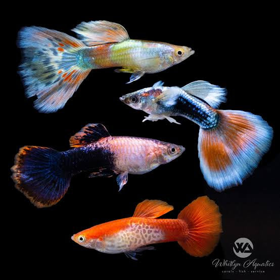 Buy 3 Get 1 Free Guppy - Mix Color Male