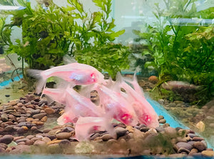 Tetra- Mexican Blind Cave Tetra 4cm Show Micro Aquatic Shop