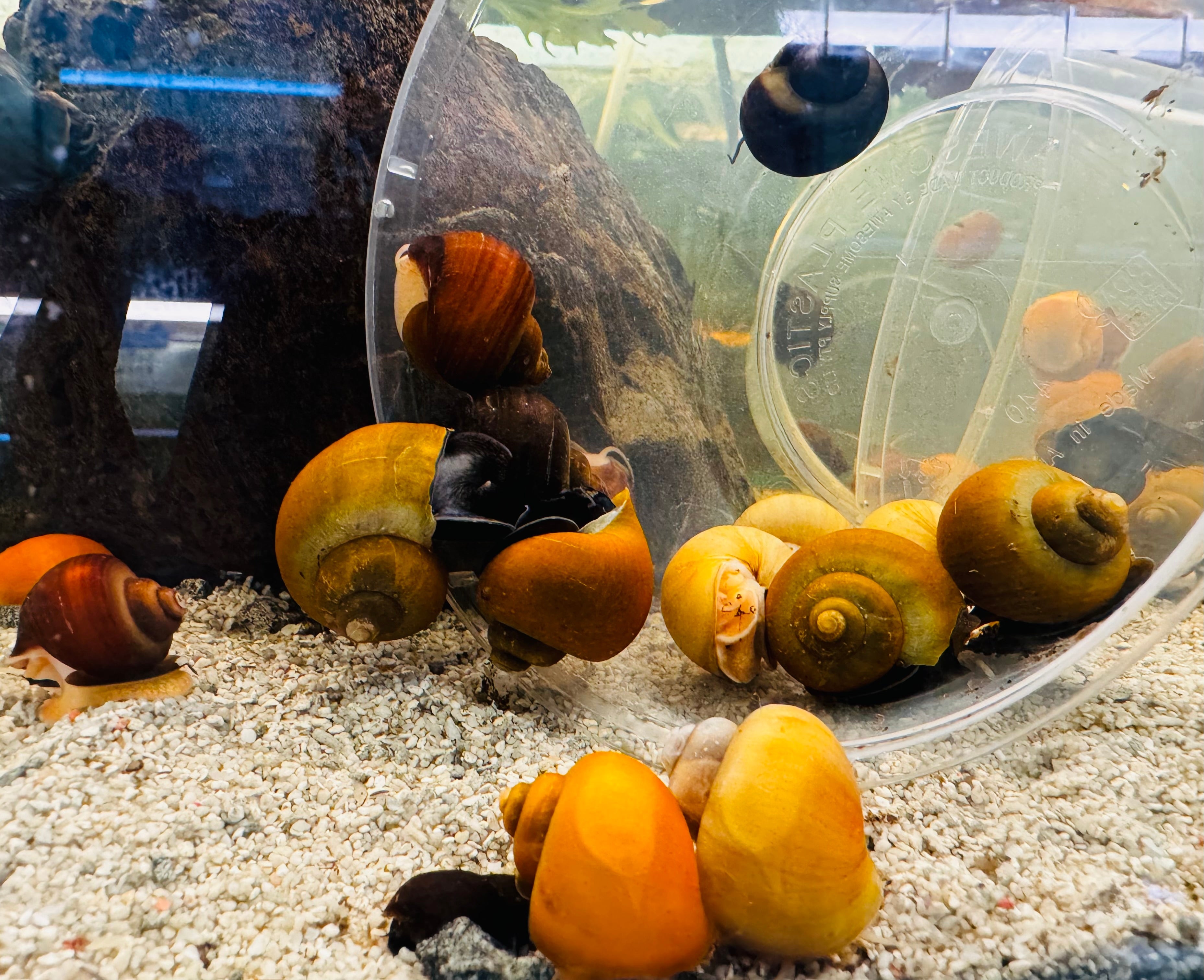 4 x Assorted Mystery Snail Micro Aquatic Shop