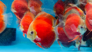 Discus - Red Velvet 11cm Show Micro Aquatic Shop