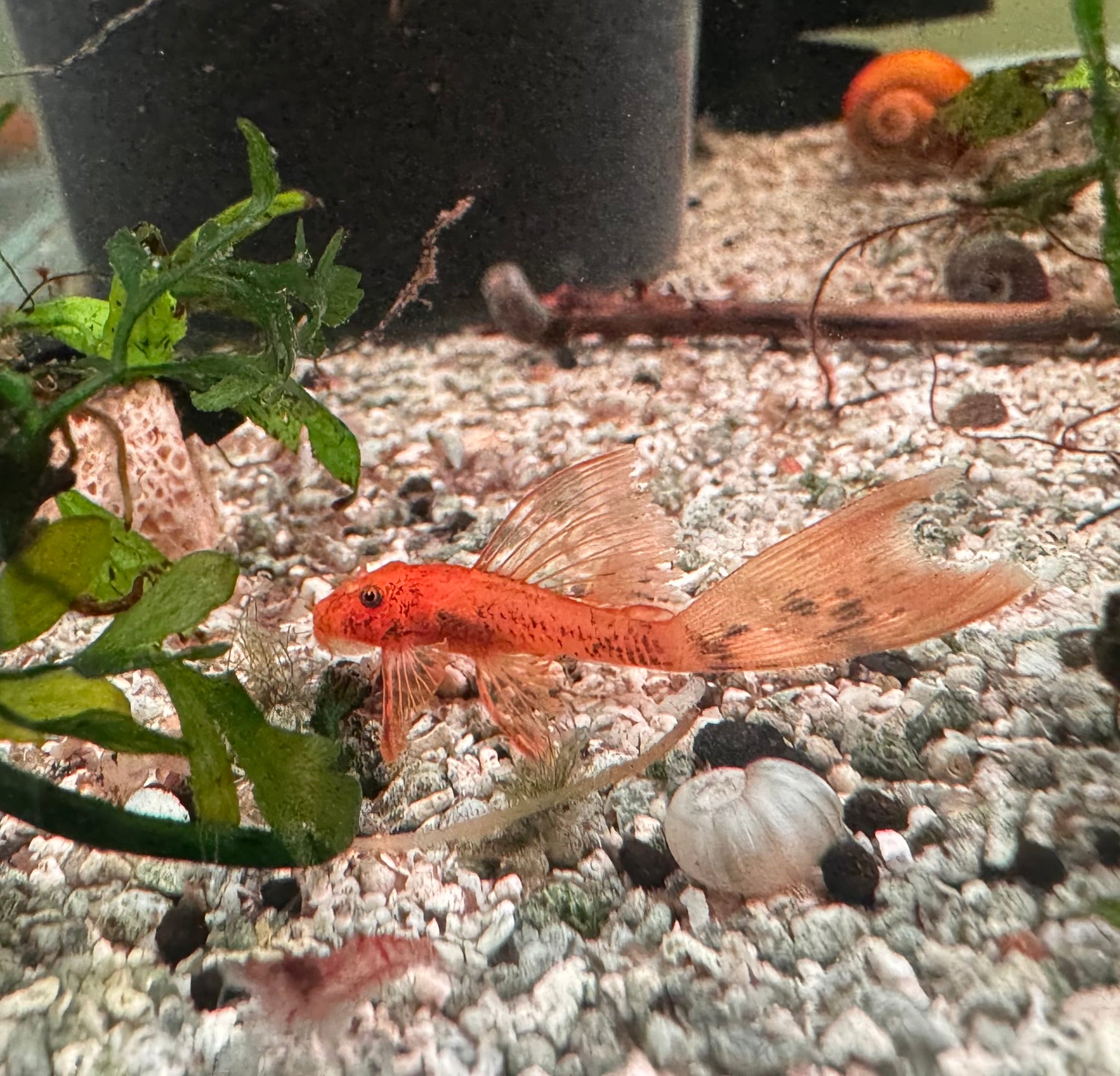 Calico Pleco Longfin 4-5cm