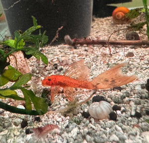 Calico Pleco Longfin 4-5cm Micro Aquatic Shop