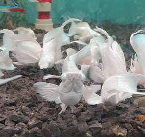 Mollies – Ribbon Diamond Eyes Platinum Balloon 4cm Micro Aquatic Shop