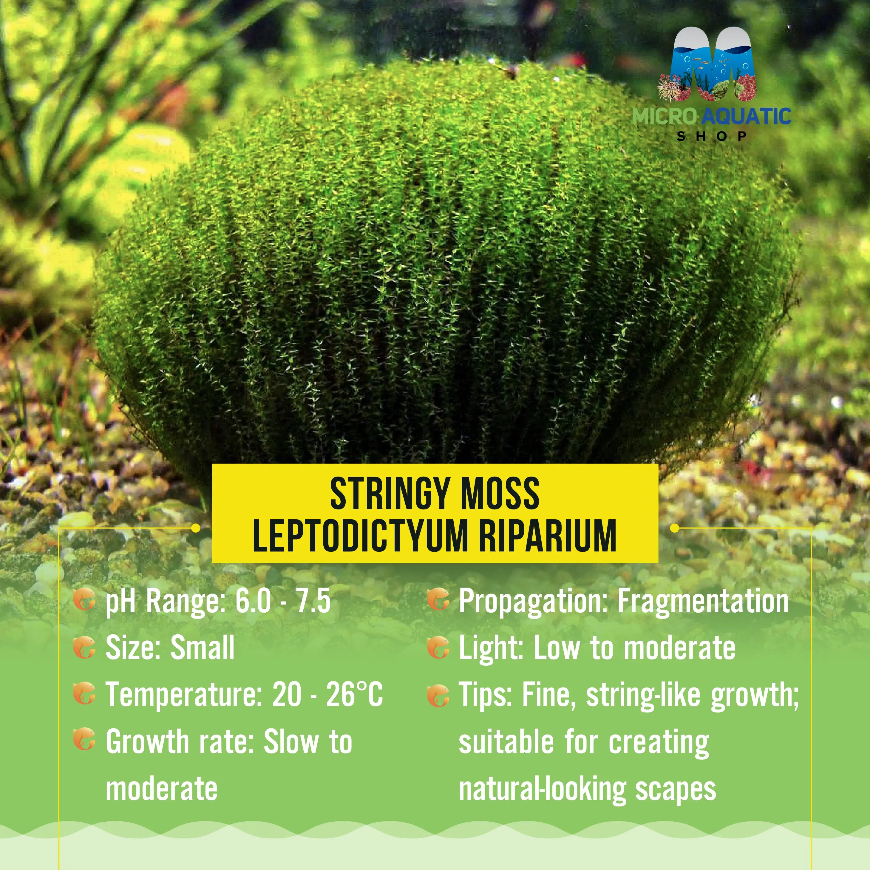 Stringy Moss -Leptodictyum Riparium Micro Aquatic Shop