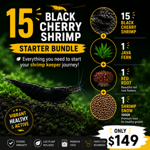 Black Cherry Shrimp Starter Bundle Micro Aquatic Shop