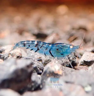 Mix Color Orange Eyes Tiger Shrimp Micro Aquatic Shop
