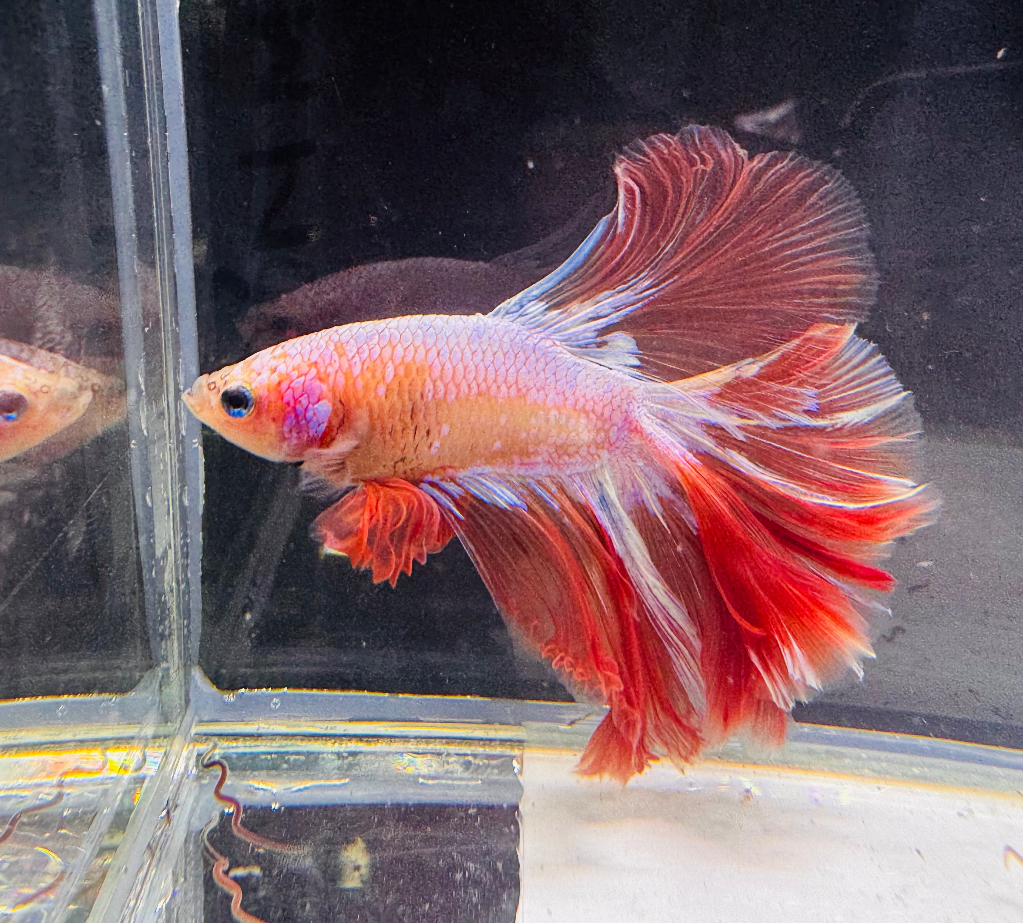 Betta Male - A Grade Half Moon Rose Gold