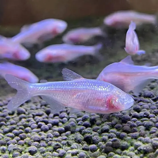 Tetra- Mexican Blind Cave Tetra 4cm Show Micro Aquatic Shop