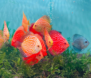 Flash Sale Discus - Random Color 7cm Nice Micro Aquatic Shop