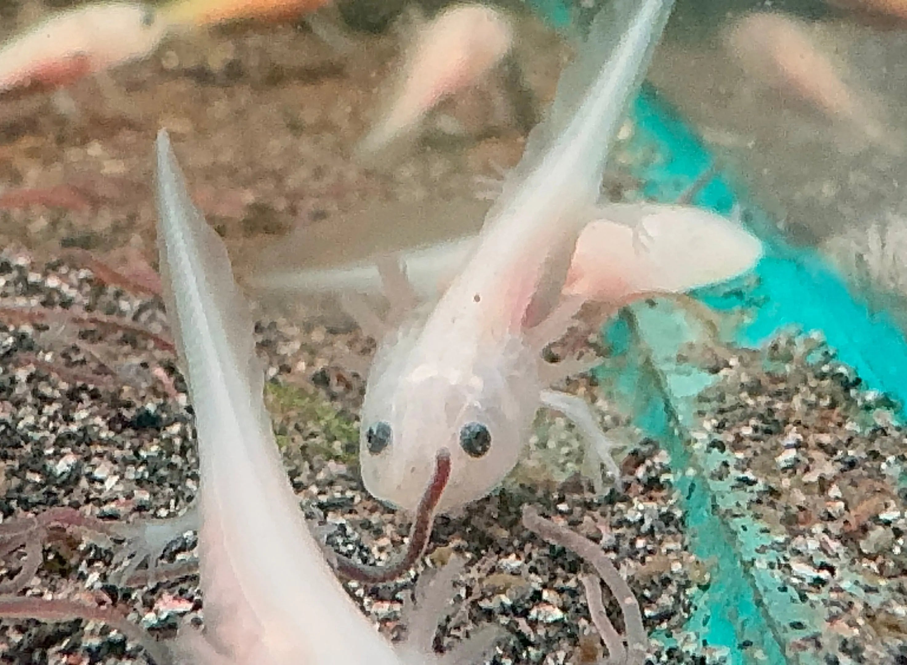 1 Baby Axolotl (6 Weeks Old) – Starter Pack Micro Aquatic Shop