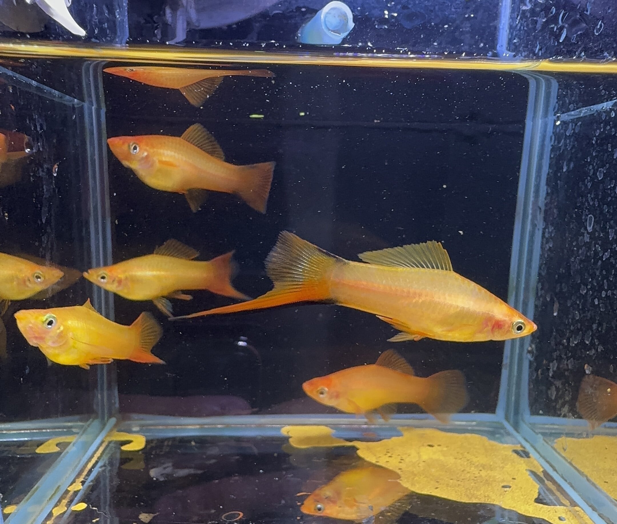 Swordtail - Gold Neon  (Xiphophorous hellerii)