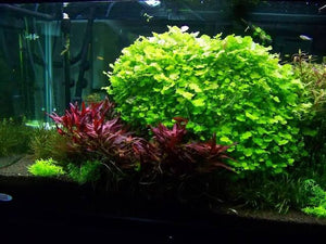 Cardamine Lyrata -Japanese Cress Micro Aquatic Shop