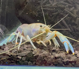 Yabbie – Blue Claw Yabby / Crayfish 8-10cm Micro Aquatic Shop