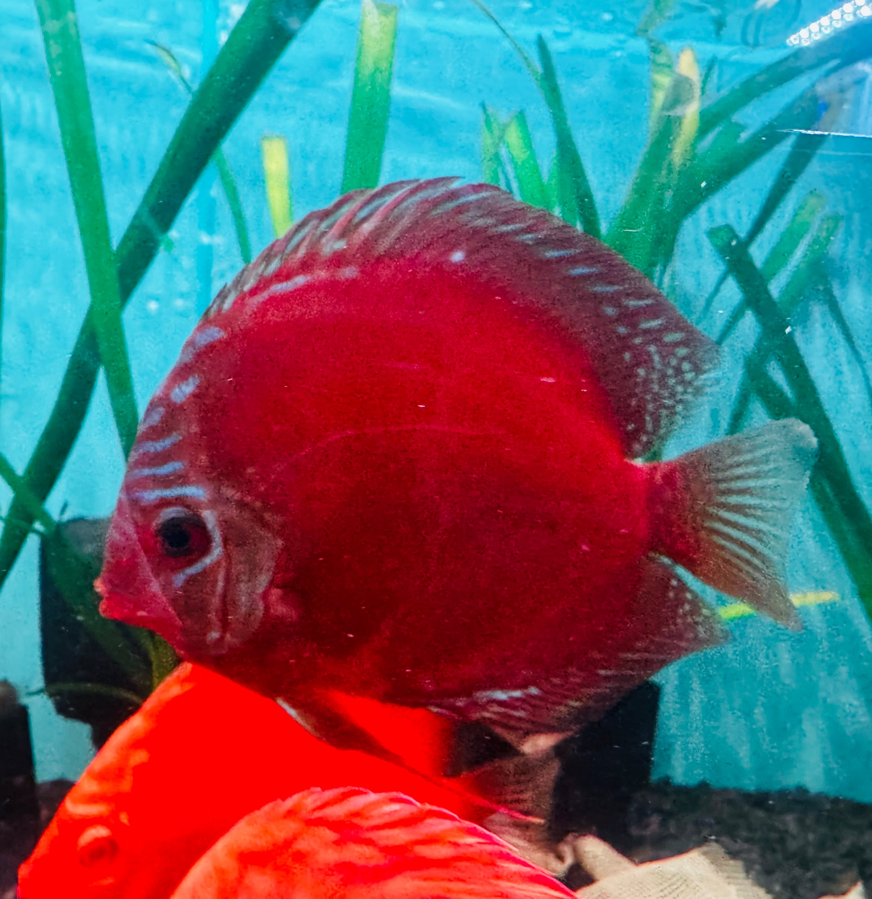 Discus - Red Alenquer 11cm Show Micro Aquatic Shop